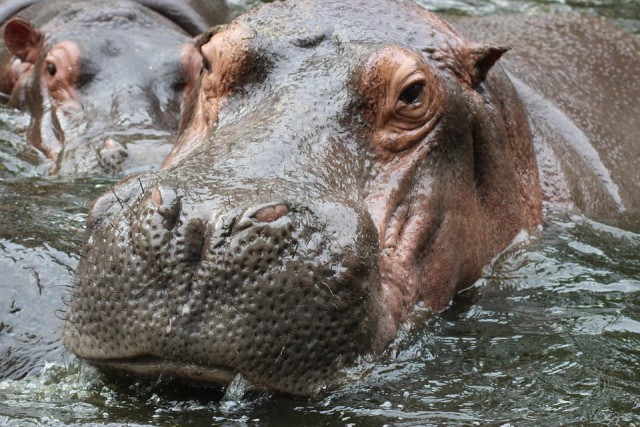 Illustration d'hippopotames / Pixabay
