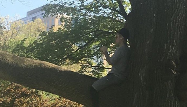 Justin Bieber dans un arbre à Boston / Capture Twitter @justinbie8er94