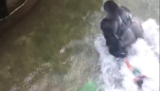 Le gorille Harambe trainant l'enfant de 4 ans au zoo de Cincinnati