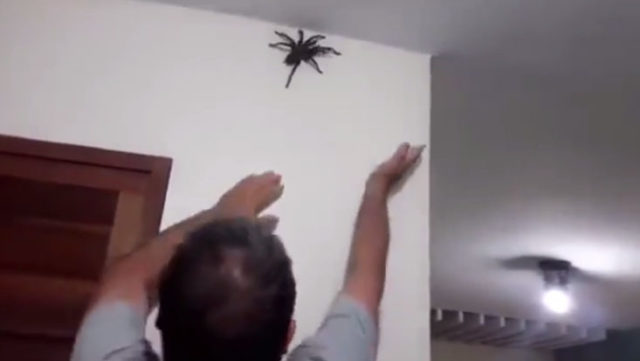 Il découvre l'une des plus grosse araignée au monde dans sa maison / Capture Youtube