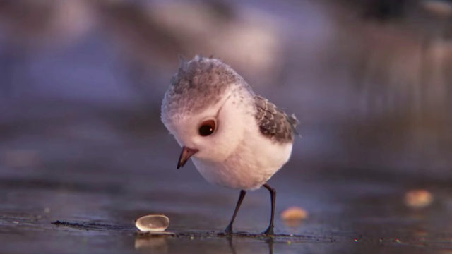 Piper le nouveau court métrage de Disney Pixar / Capture Youtube