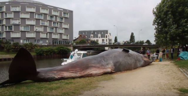 Le faux cachalot qui s'est échoué non loin du centre ville de Rennes / Capture Youtube