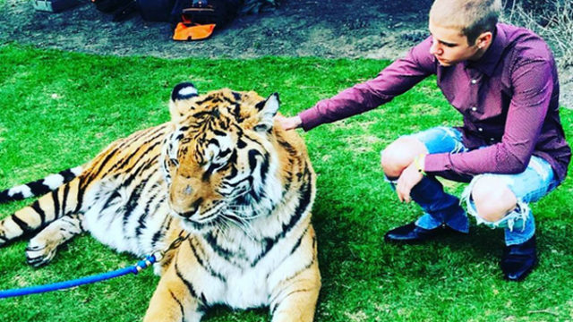 Justin Bieber pose avec un tigre / Capture Instagram alexhaditaghi