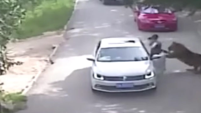 Une femme attaquée par un tigre dans un parc animalier en chine / Capture Youtube