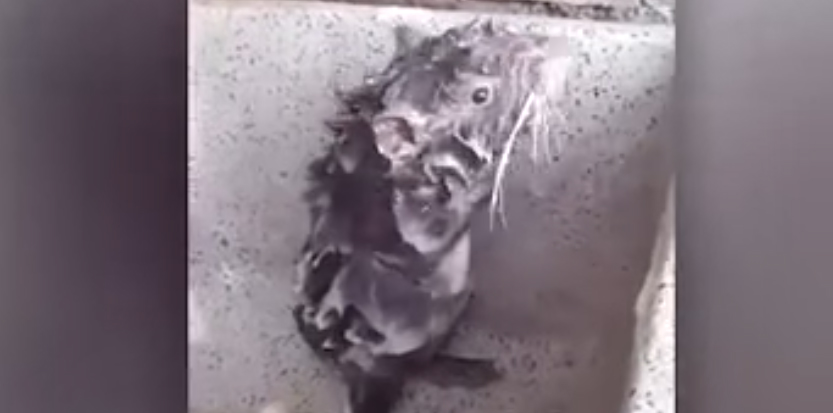 Regardez ce rat qui se lave comme un humain