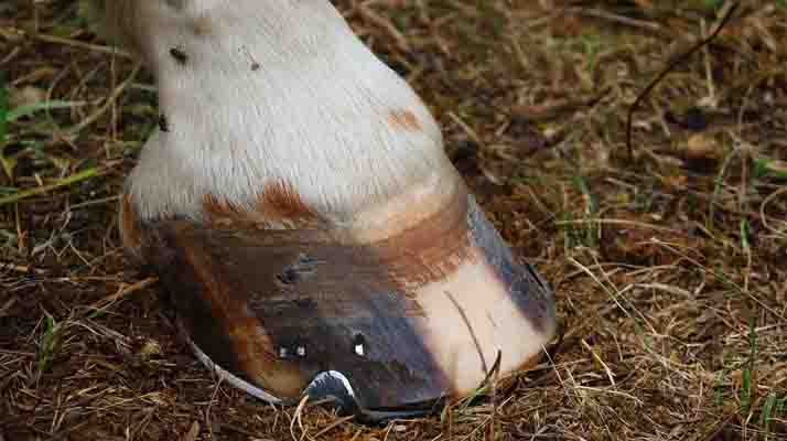  Belgique : un enfant de deux ans décède après avoir reçu un coup de sabot de cheval dans un manège de lierre