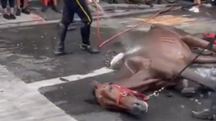  New York : victime d’un malaise, un cheval de calèche s’effondre en pleine rue